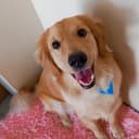 Mel - caso real atendido pelo plano de saúde pet Petbee