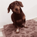 Óreo - caso real atendido pelo plano de saúde pet Petbee