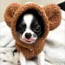 Zeca Padoguinho - caso real atendido pelo plano de saúde pet Petbee