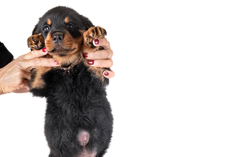 hernia-umbilical-em-caes